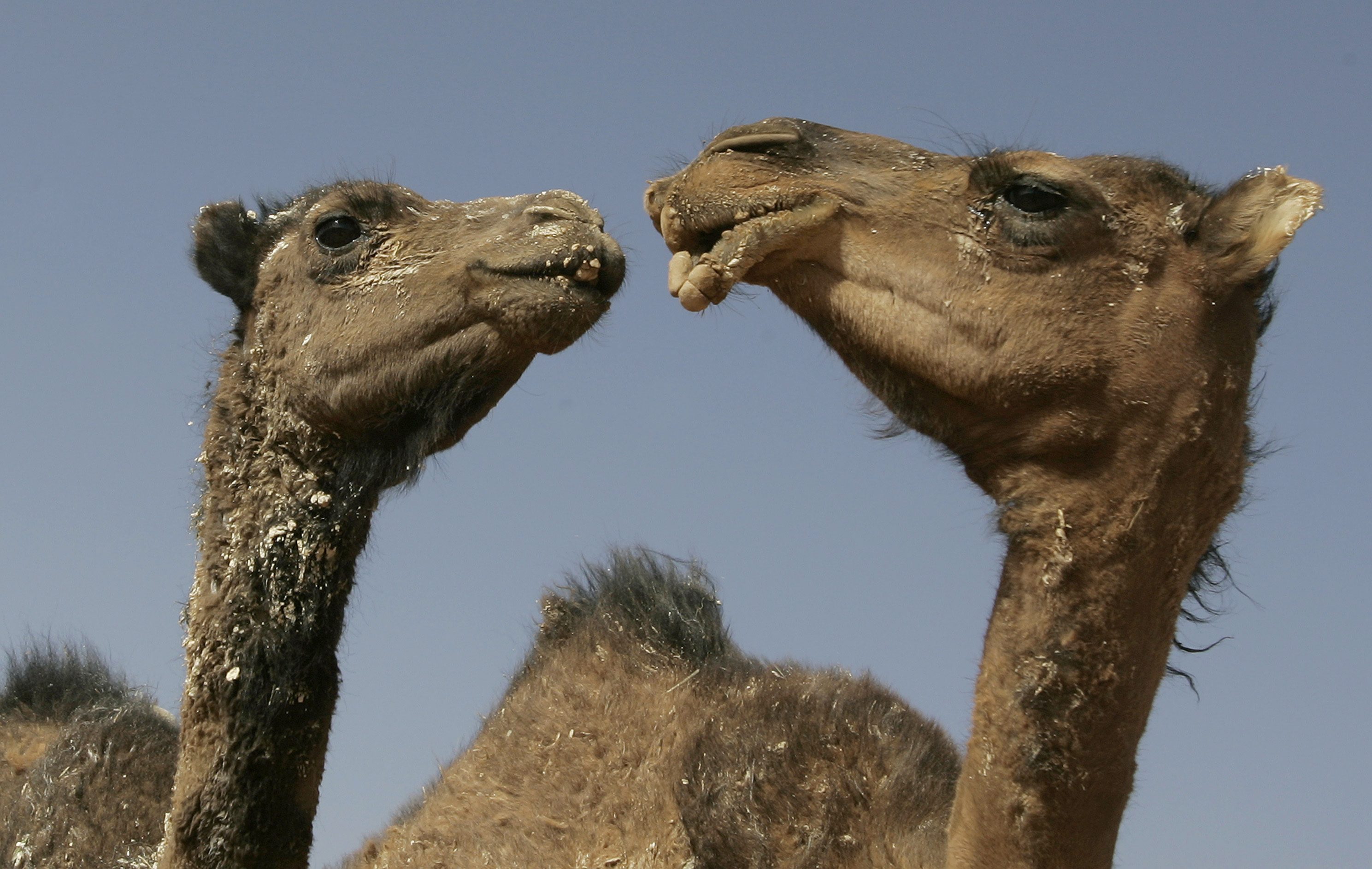 الجزائر تراقب الإبل المصابة بـ “جنون البقر”.. هل ينتقل إلى البشر؟