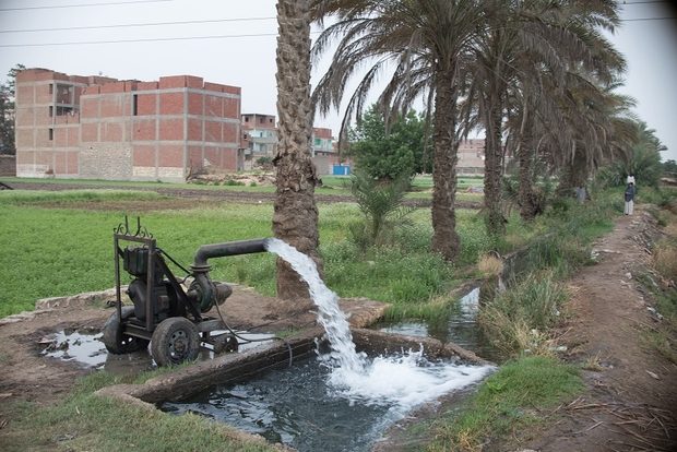 أيهما أولى بالترشيد: الأرز أم الغولف؟!.. فلاحو مصر يَروون معاناتهم بعد الحدِّ من المحصول الاستراتيجي