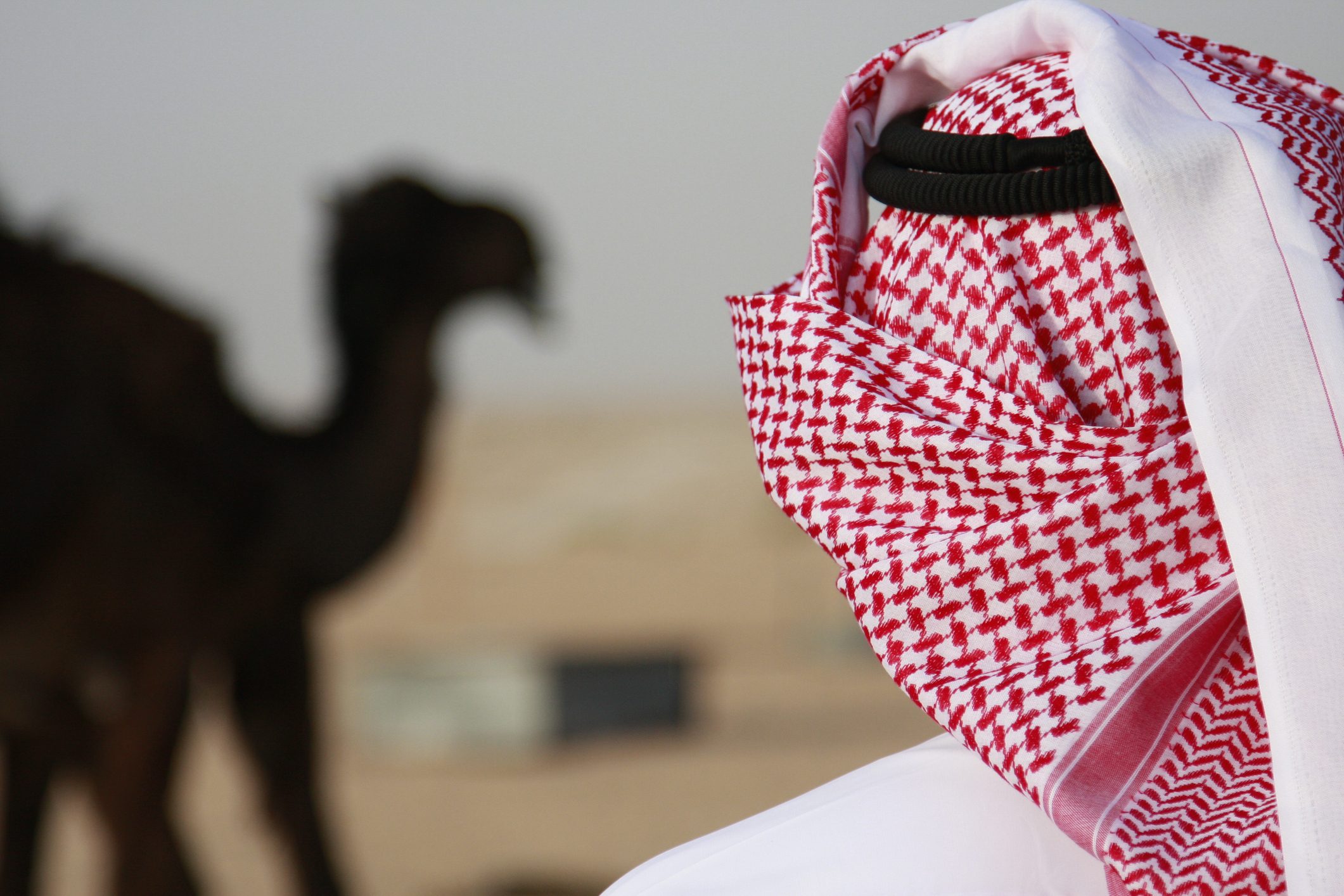 الإبل في دهناء السعودية