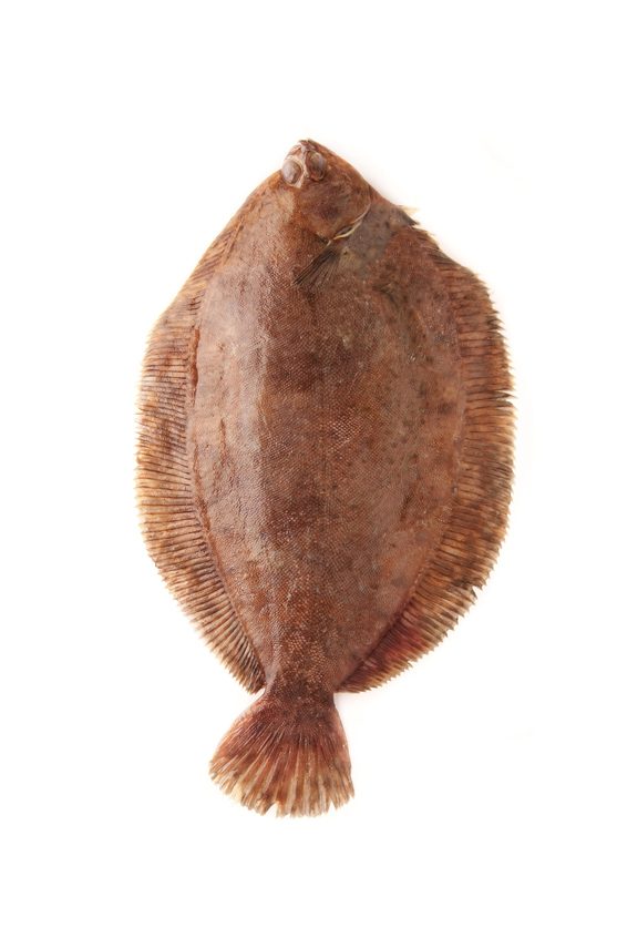 سمك موسى