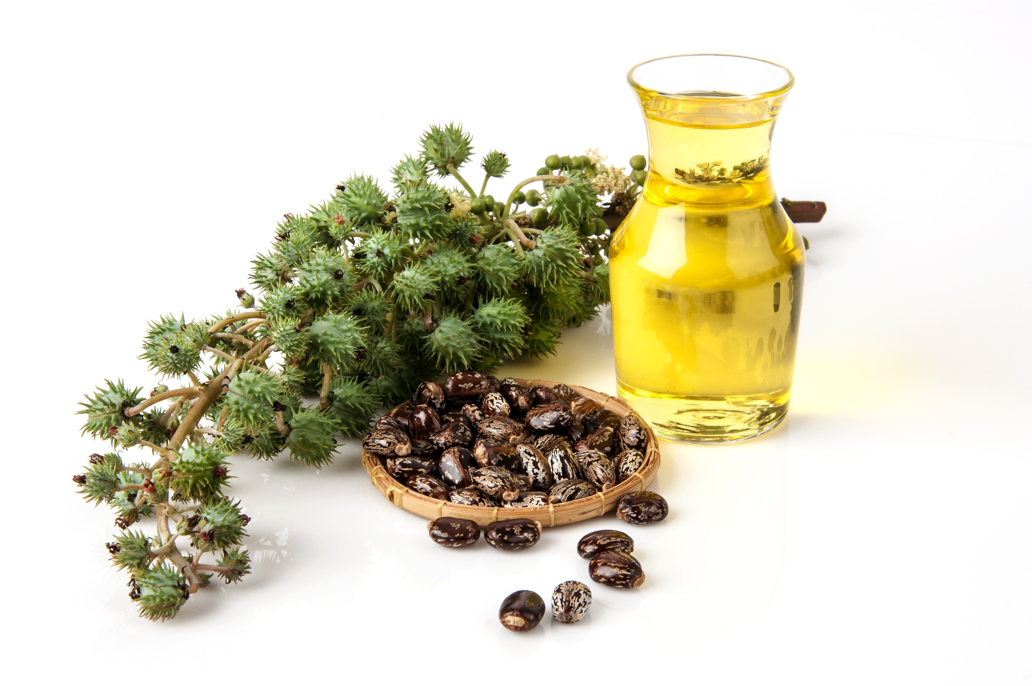 فوائد زيت الخروع