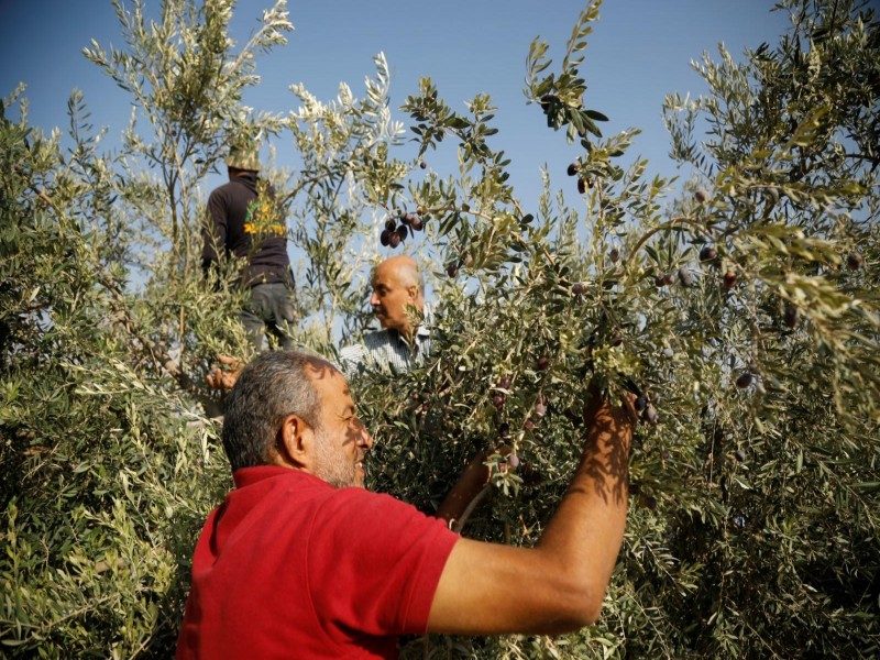 تقرير للأمم المتحدة يكشف عن ارتفاع حوادث الاعتداء على محصول الزيتون الفلسطيني   بنسبة 50%