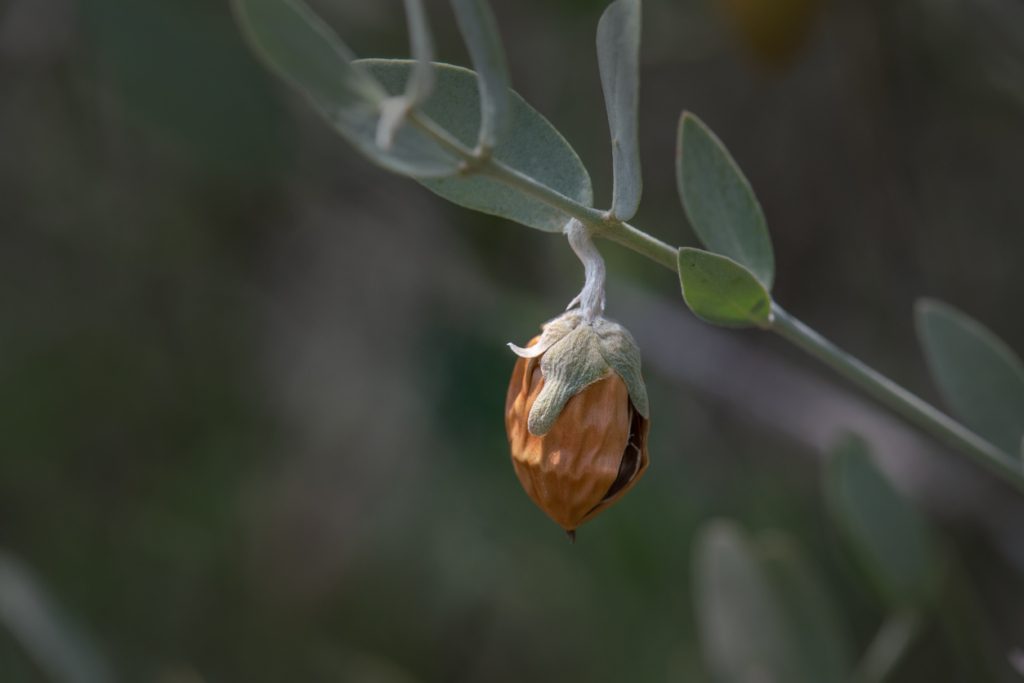 زيت الجوجوبا 