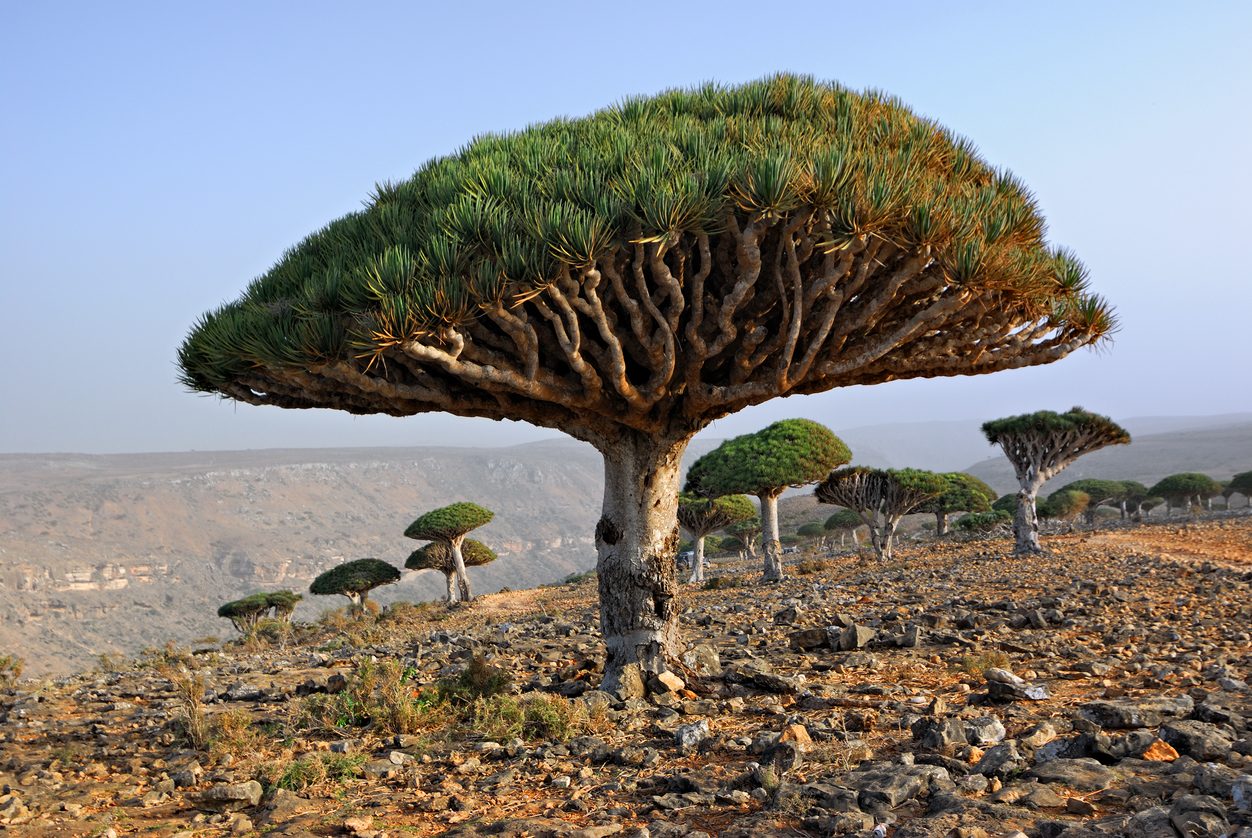 الصورة من جزيرة سقطرى