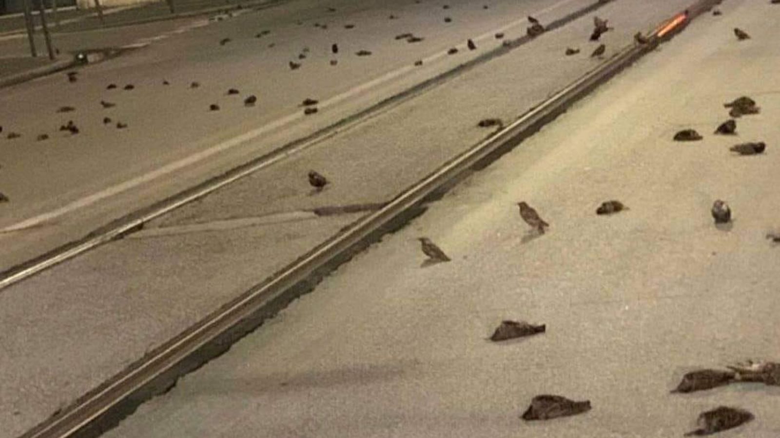 مشهد مخيف لعشرات الطيور النافقة في أحد شوارع روما.. سقطت بسبب احتفالات رأس السنة (فيديو)