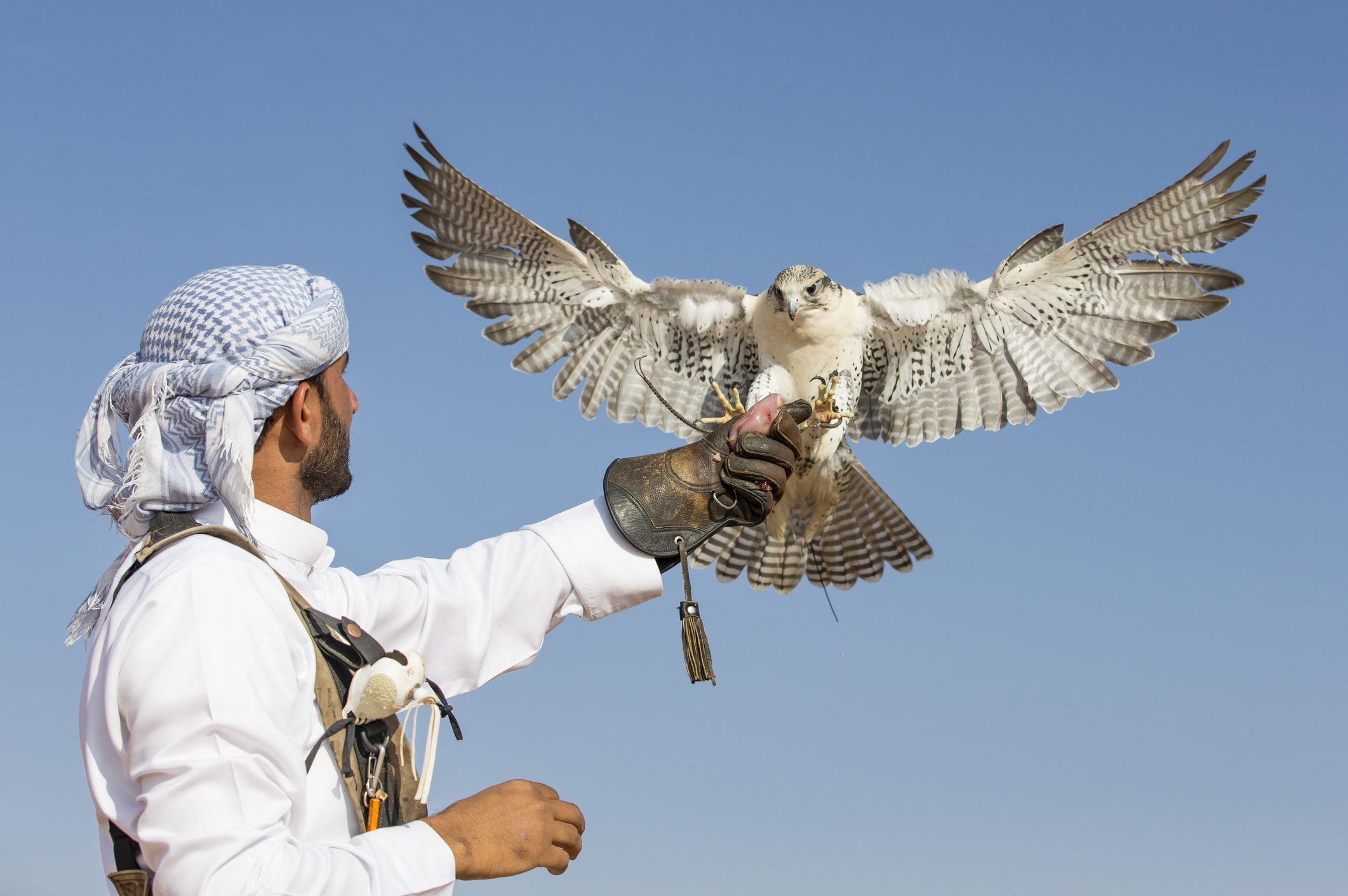 اصطياد الطيور النادرة بالمغرب.. سياحة تستهوي الخليجيين وتشعل تنافساً بينهم حول محميات الصحراء