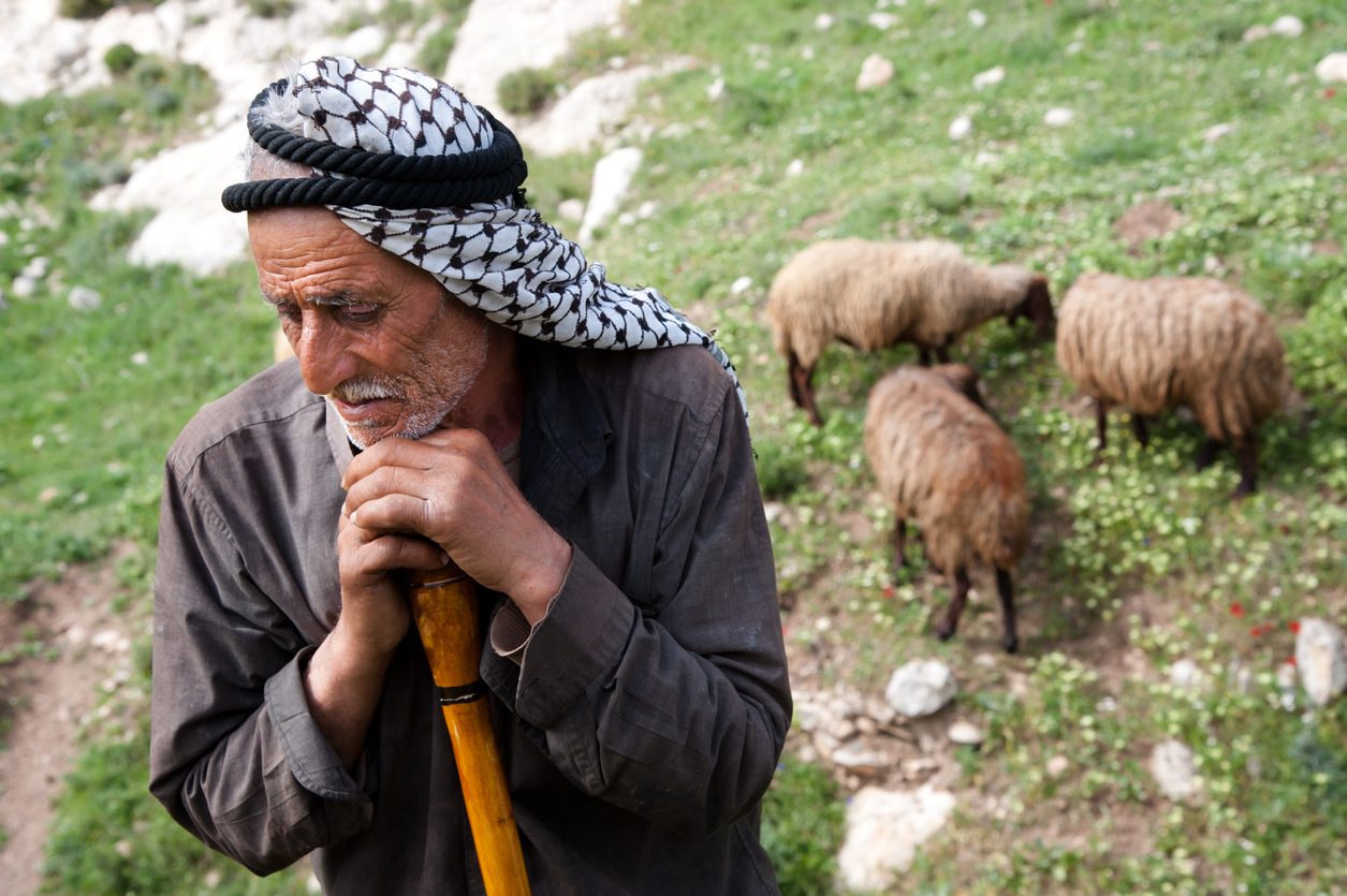 مسنٌّ فلسطيني يرعى غنمه في بلدته سبسطية/ Istock