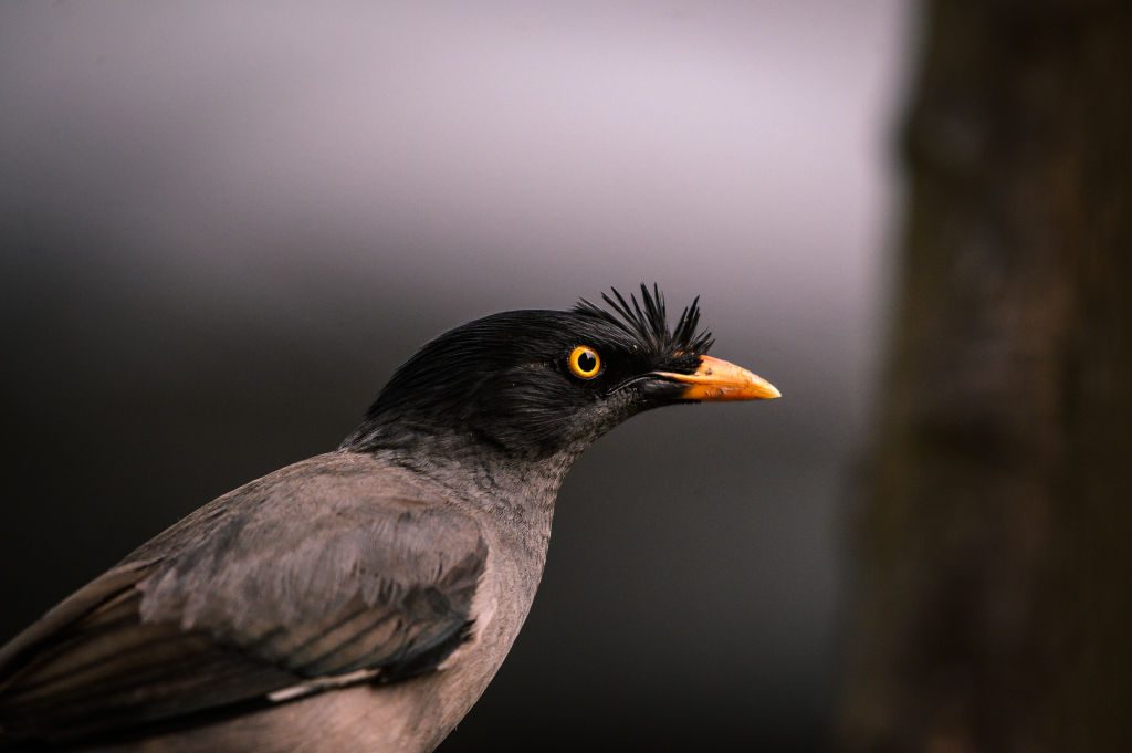 طائر