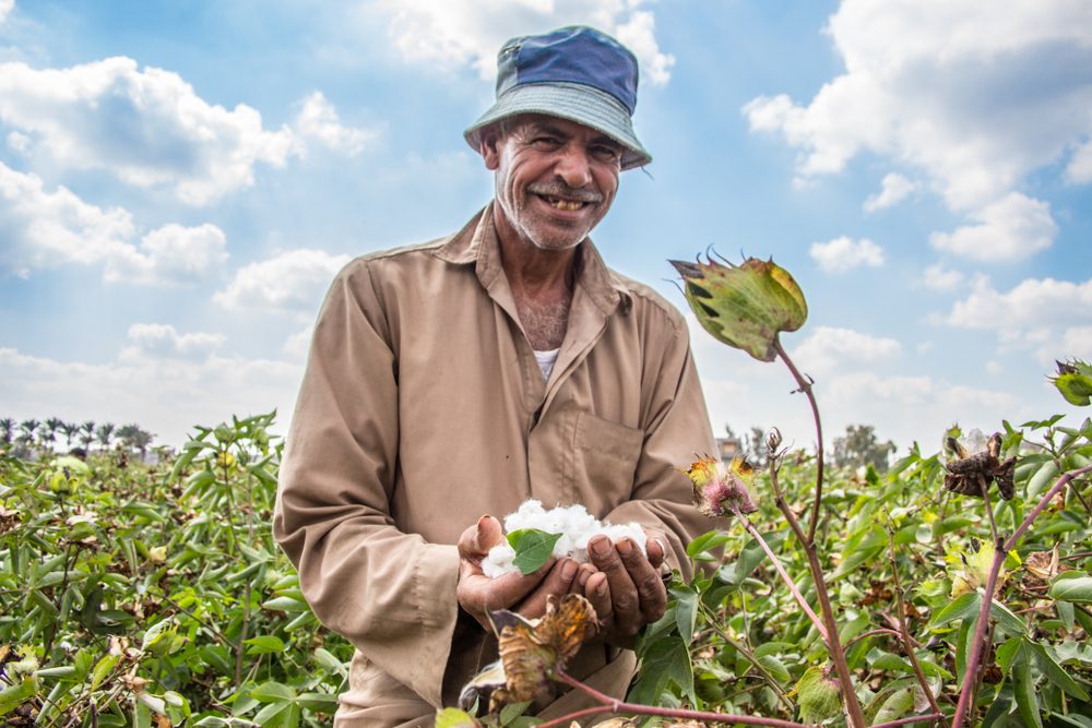 القطن المصري طويل التيلة بيد أحد المزارعين/ shutterstock