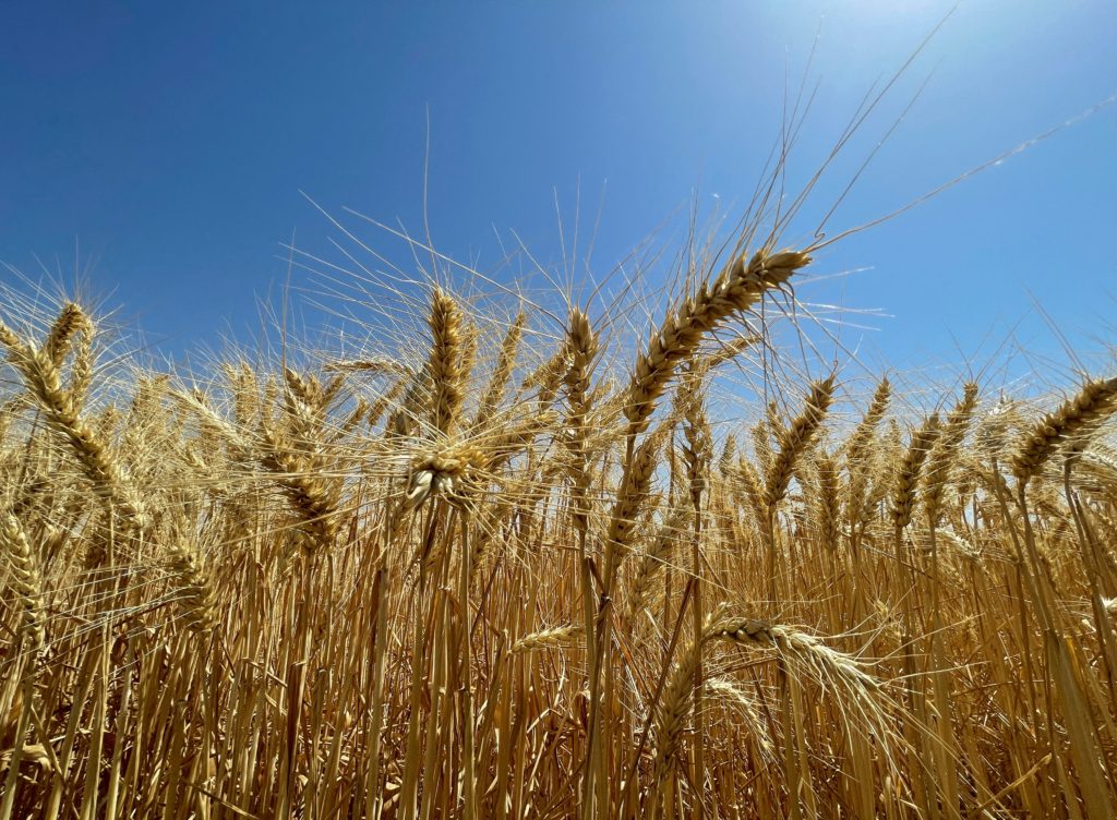 تونس الخبز الجفاف 