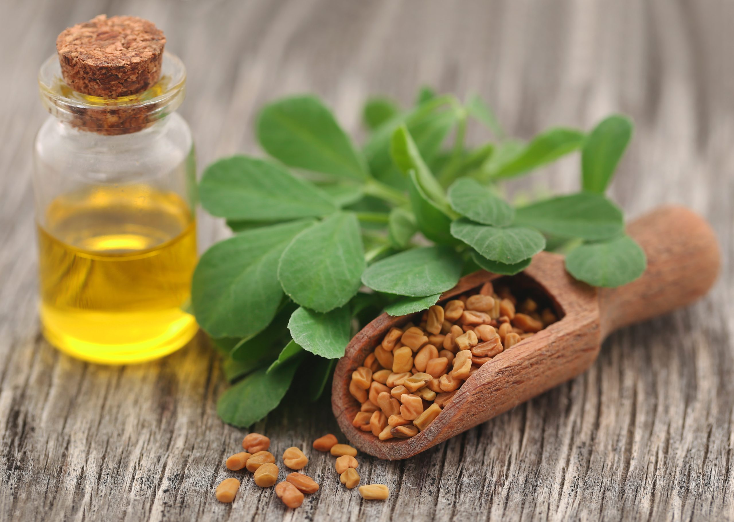 زيت بذور الحلبة