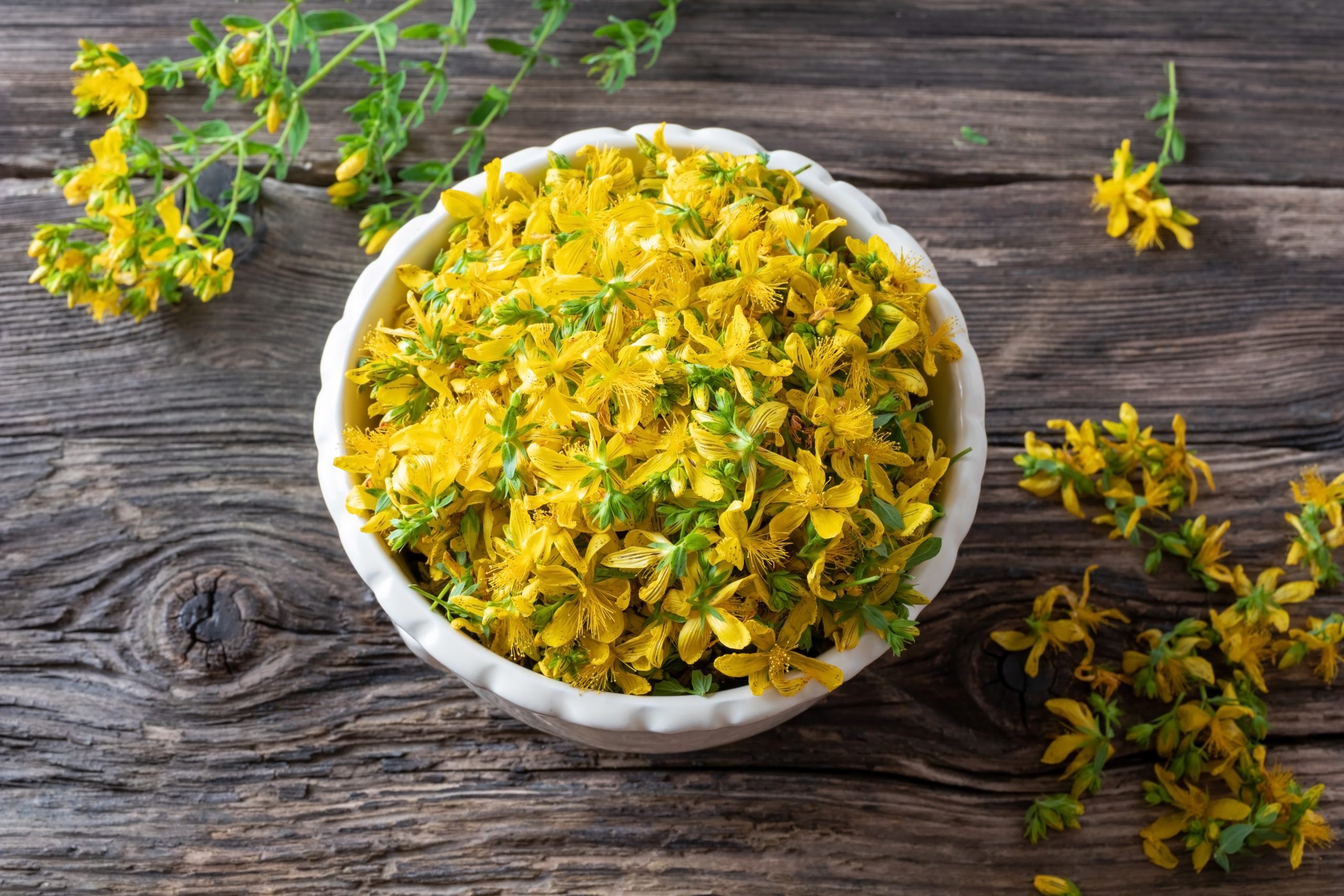 عشبة العرن المثقوب